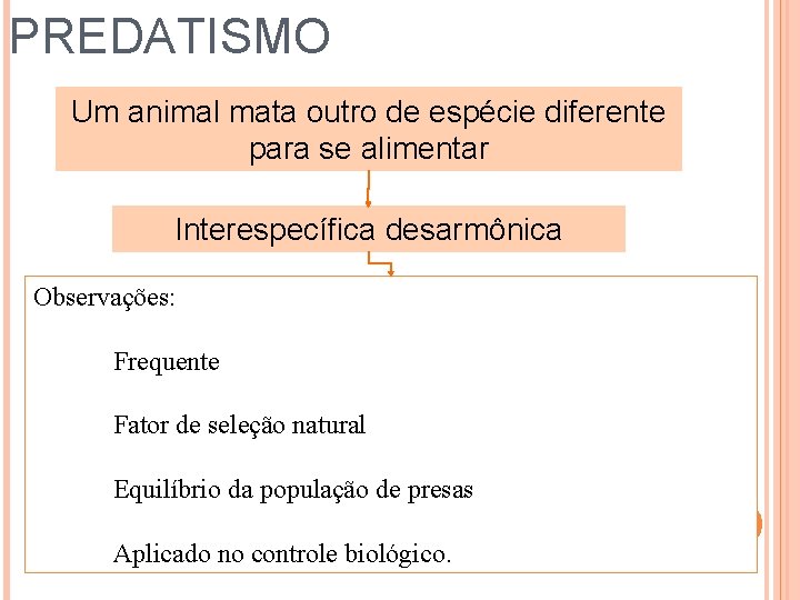 PREDATISMO Um animal mata outro de espécie diferente para se alimentar Interespecífica desarmônica Observações: