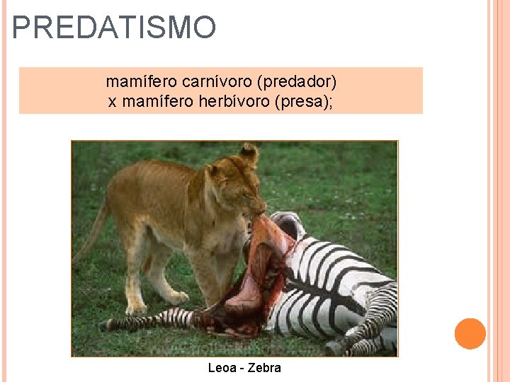PREDATISMO mamífero carnívoro (predador) x mamífero herbívoro (presa); Leoa - Zebra 