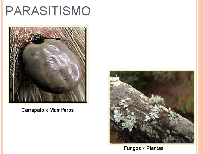 PARASITISMO Carrapato x Mamíferos Fungos x Plantas 