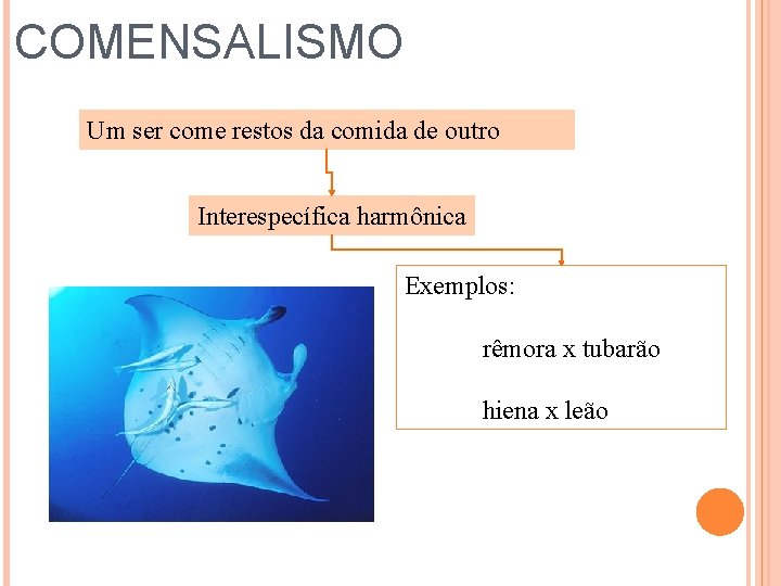 COMENSALISMO Um ser come restos da comida de outro Interespecífica harmônica Exemplos: rêmora x