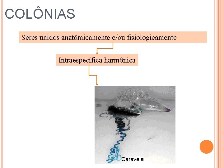 COLÔNIAS Seres unidos anatômicamente e/ou fisiologicamente Intraespecífica harmônica Caravela 