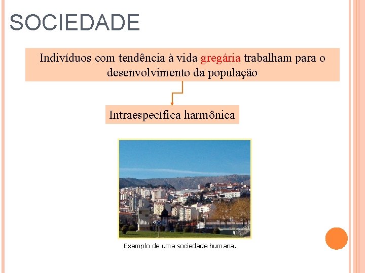 SOCIEDADE Indivíduos com tendência à vida gregária trabalham para o desenvolvimento da população Intraespecífica