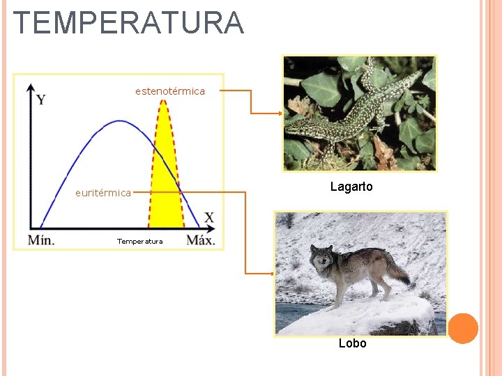 TEMPERATURA estenotérmica euritérmica Lagarto Temperatura Lobo 