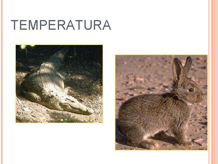 TEMPERATURA 