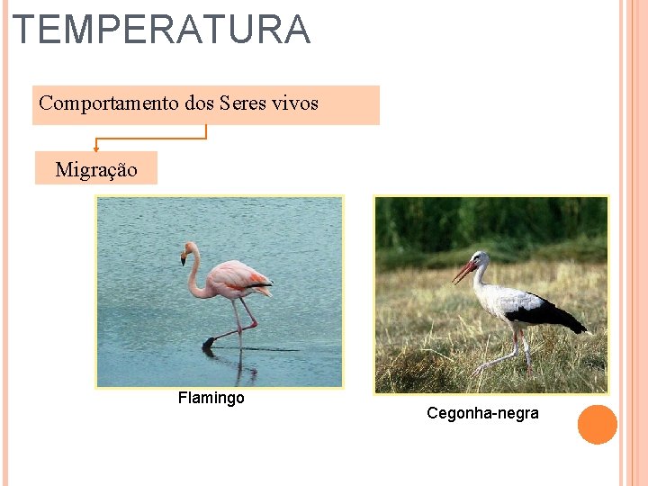 TEMPERATURA Comportamento dos Seres vivos Migração Flamingo Cegonha-negra 