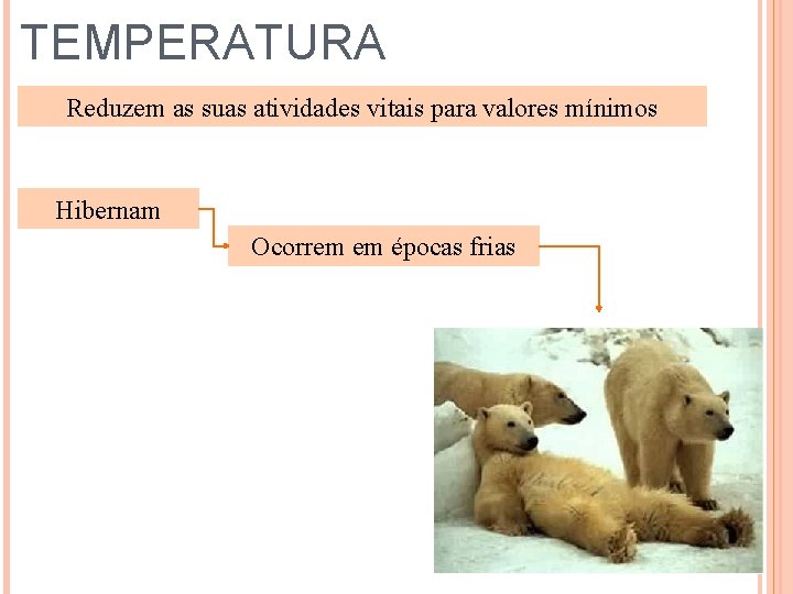 TEMPERATURA Reduzem as suas atividades vitais para valores mínimos Hibernam Ocorrem em épocas frias