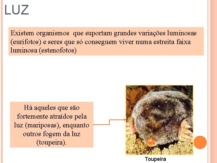 LUZ Existem organismos que suportam grandes variações luminosas (eurifotos) e seres que só conseguem