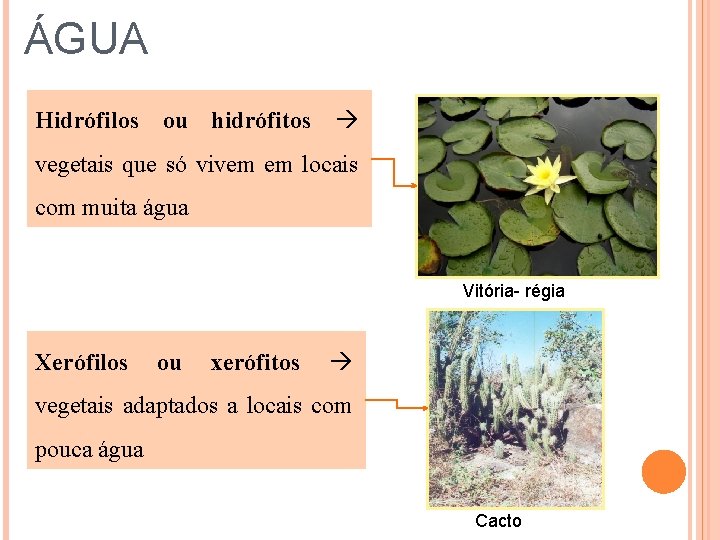 ÁGUA Hidrófilos ou hidrófitos vegetais que só vivem em locais com muita água Vitória-