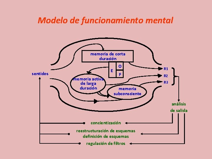 Modelo de funcionamiento mental memoria de corta duración sentidos E memoria activa de larga