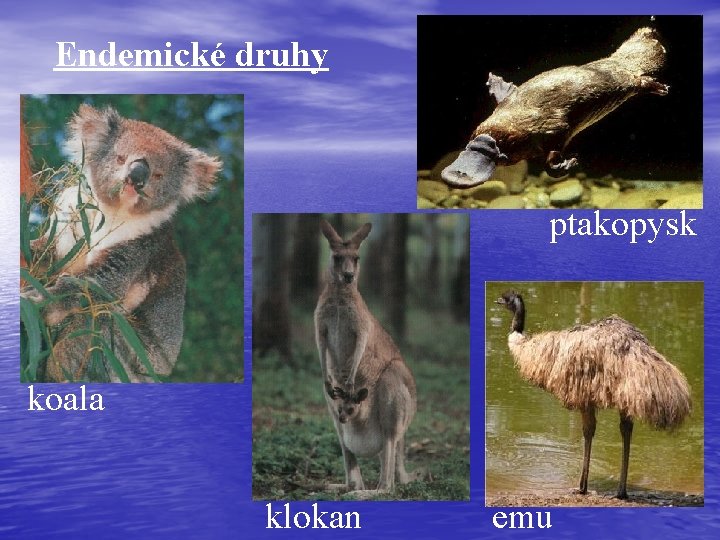 Endemické druhy ptakopysk koala klokan emu 