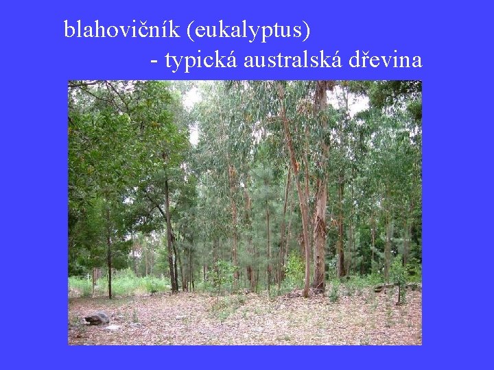 blahovičník (eukalyptus) - typická australská dřevina 