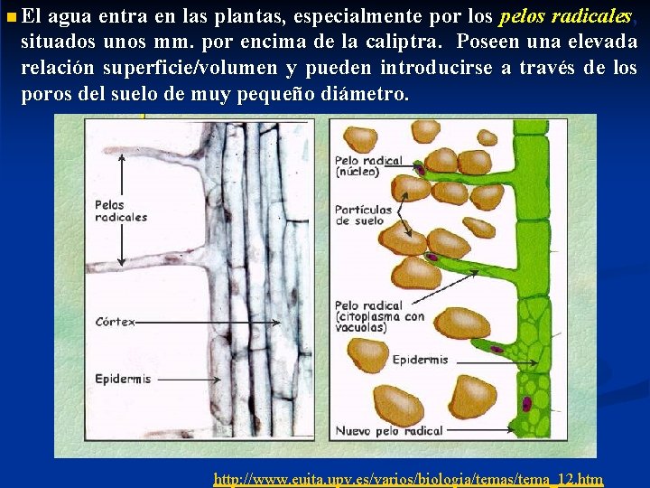 n El agua entra en las plantas, especialmente por los pelos radicales, situados unos n El agua entra en las plantas, especialmente por los pelos radicales, situados unos