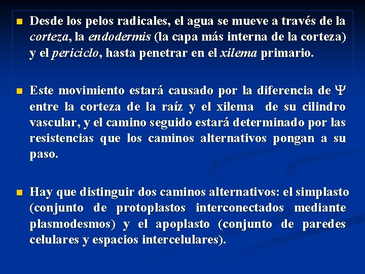 n Desde los pelos radicales, el agua se mueve a través de la corteza, n Desde los pelos radicales, el agua se mueve a través de la corteza,