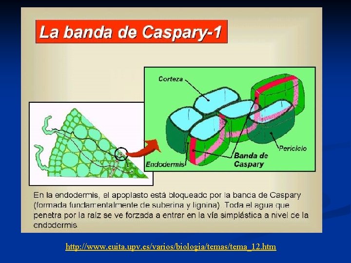 http: //www. euita. upv. es/varios/biologia/temas/tema_12. htm http: //www. euita. upv. es/varios/biologia/temas/tema_12. htm