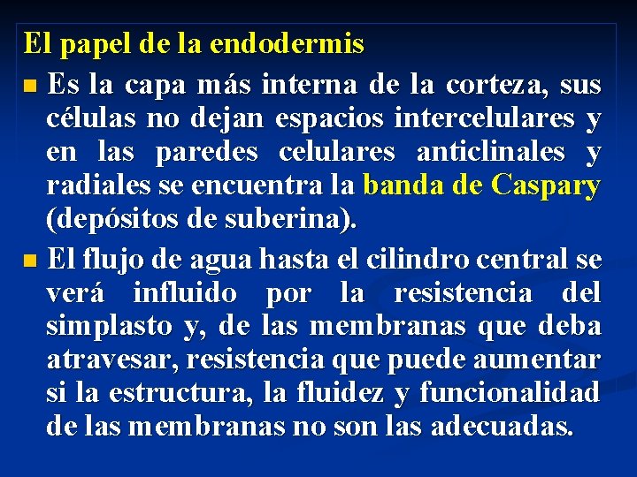 El papel de la endodermis n Es la capa más interna de la corteza, El papel de la endodermis n Es la capa más interna de la corteza,