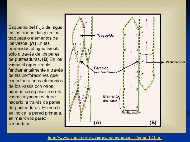 http: //www. euita. upv. es/varios/biologia/temas/tema_12. htm http: //www. euita. upv. es/varios/biologia/temas/tema_12. htm