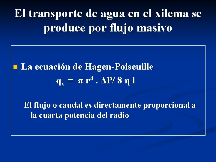 El transporte de agua en el xilema se produce por flujo masivo n La El transporte de agua en el xilema se produce por flujo masivo n La