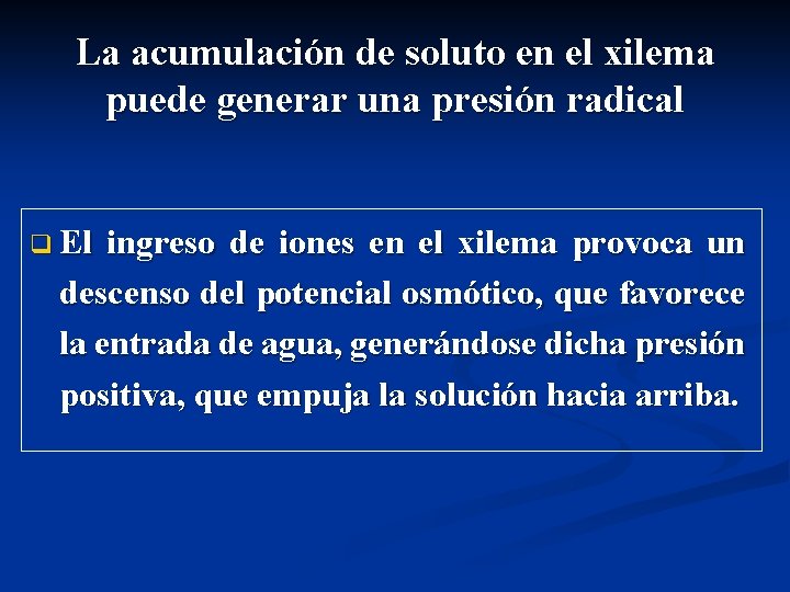 La acumulación de soluto en el xilema puede generar una presión radical q El La acumulación de soluto en el xilema puede generar una presión radical q El