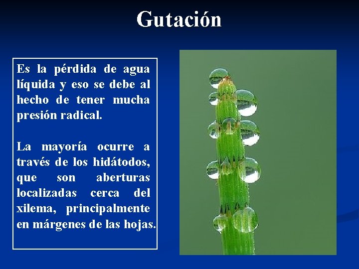 Gutación Es la pérdida de agua líquida y eso se debe al hecho de Gutación Es la pérdida de agua líquida y eso se debe al hecho de