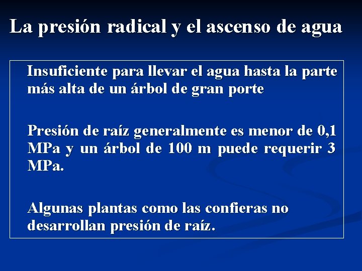 La presión radical y el ascenso de agua Insuficiente para llevar el agua hasta La presión radical y el ascenso de agua Insuficiente para llevar el agua hasta