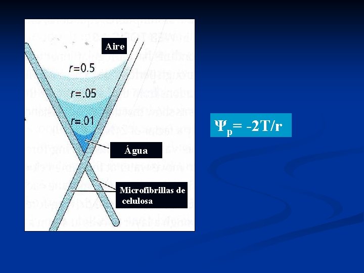 Aire Ψp= -2 T/r Água Microfibrillas de celulosa Aire Ψp= -2 T/r Água Microfibrillas de celulosa
