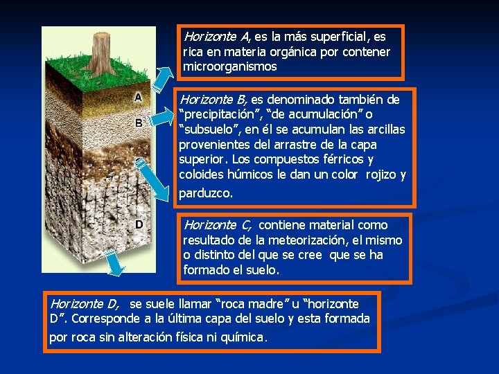 Horizonte A, es la más superficial, es rica en materia orgánica por contener microorganismos Horizonte A, es la más superficial, es rica en materia orgánica por contener microorganismos
