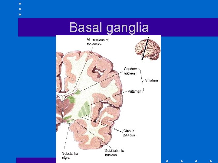 Basal ganglia 