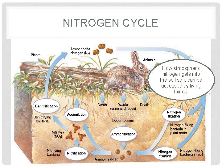 NITROGEN CYCLE • During ammonification, nitrogen from animal waste or decaying bodies is returned