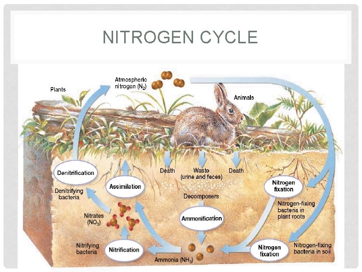 NITROGEN CYCLE • During nitrification, ammonia, NH 3, is converted to nitrite and then