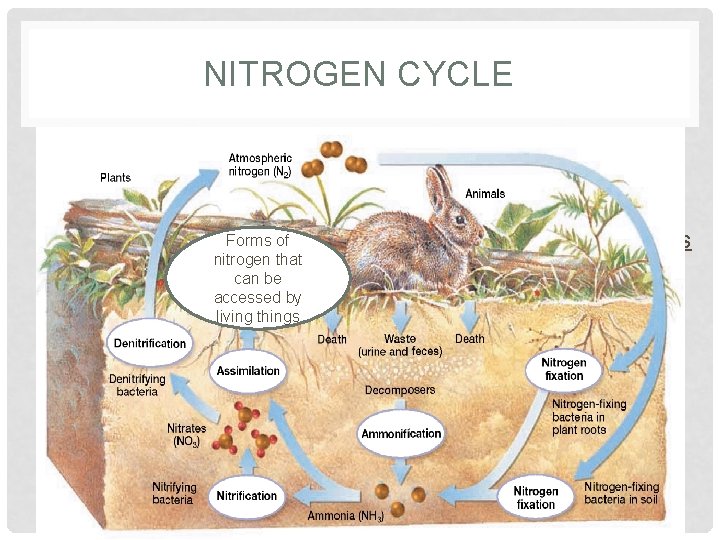 NITROGEN CYCLE Forms of nitrogen that can be accessed by living things • Assimilation