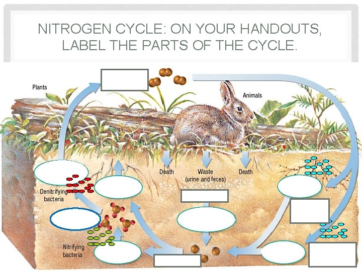 NITROGEN CYCLE: ON YOUR HANDOUTS, LABEL THE PARTS OF THE CYCLE. 