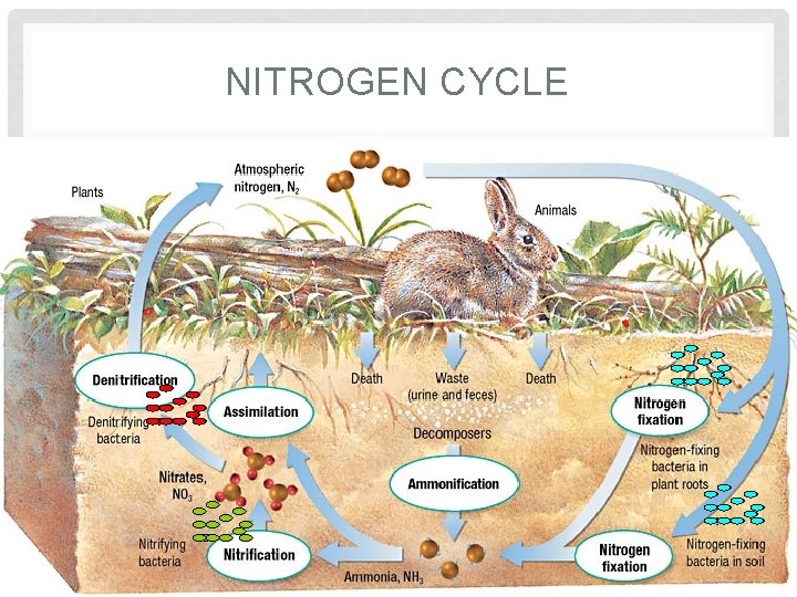 NITROGEN CYCLE 