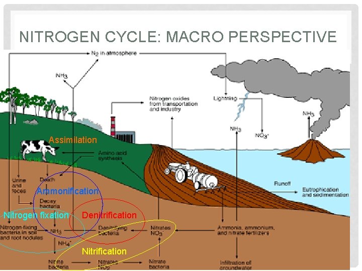 NITROGEN CYCLE: MACRO PERSPECTIVE Assimilation Ammonification Nitrogen fixation Denitrification Nitrification 