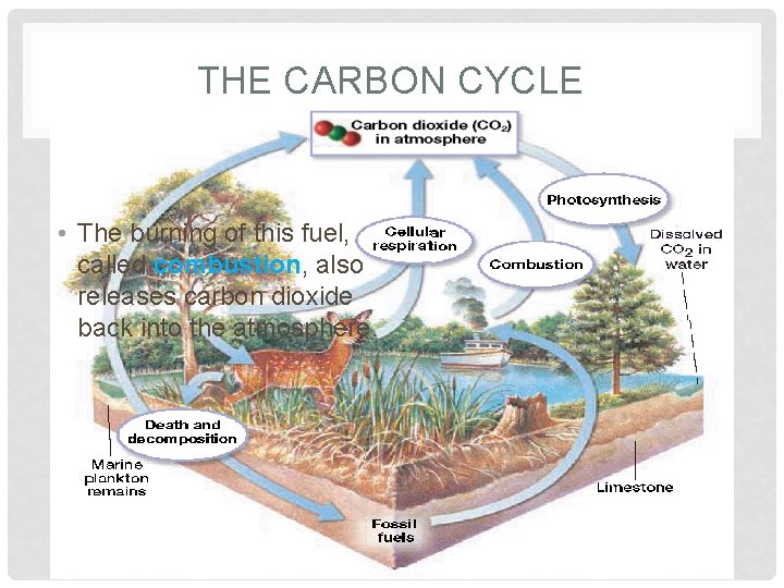 THE CARBON CYCLE • The burning of this fuel, called combustion, also releases carbon