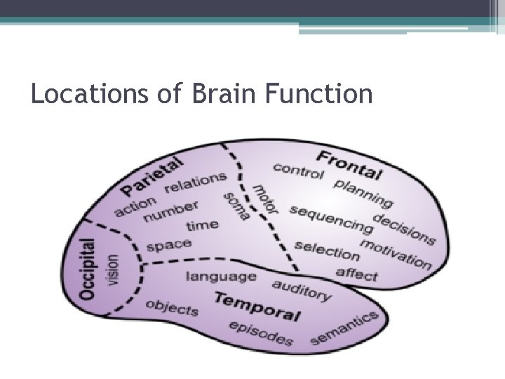 Locations of Brain Function Locations of Brain Function