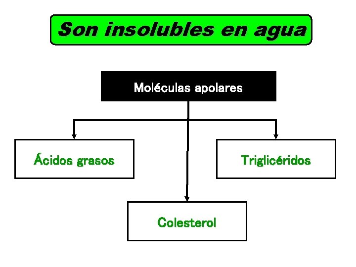 Son insolubles en agua Moléculas apolares Ácidos grasos Triglicéridos Colesterol 