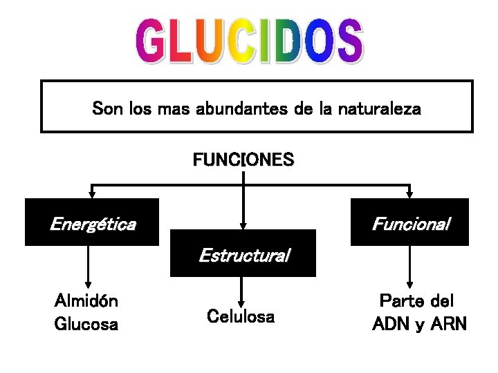 Son los mas abundantes de la naturaleza FUNCIONES Energética Funcional Estructural Almidón Glucosa Celulosa