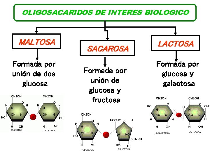 OLIGOSACARIDOS DE INTERES BIOLOGICO MALTOSA Formada por unión de dos glucosa SACAROSA Formada por
