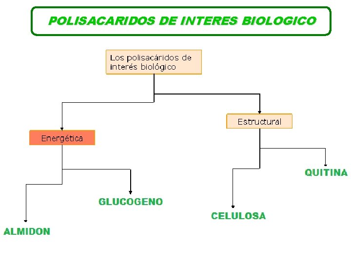 POLISACARIDOS DE INTERES BIOLOGICO 