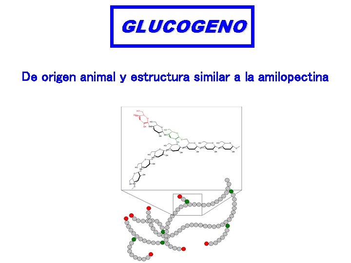 GLUCOGENO De origen animal y estructura similar a la amilopectina 