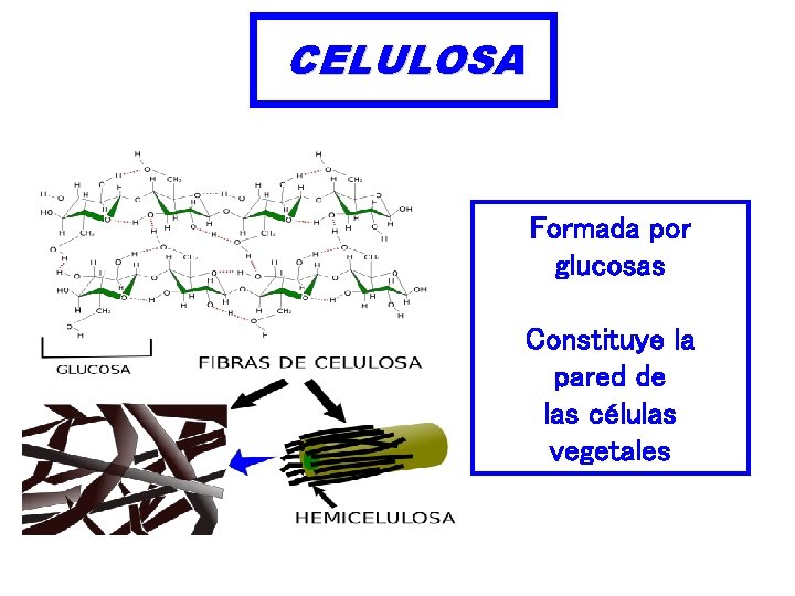 CELULOSA Formada por glucosas Constituye la pared de las células vegetales 