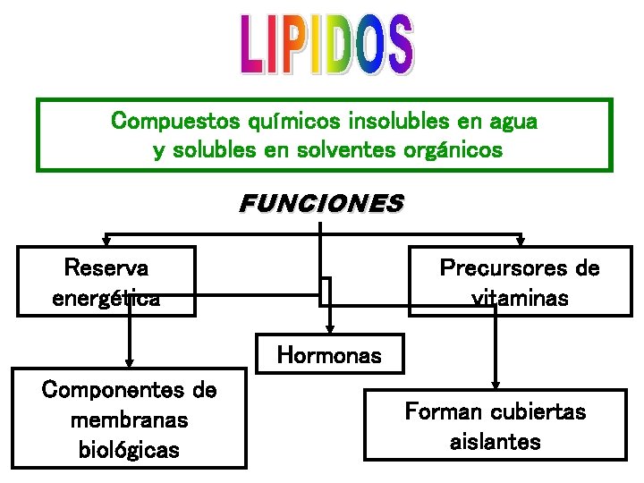 Compuestos químicos insolubles en agua y solubles en solventes orgánicos FUNCIONES Reserva energética Precursores