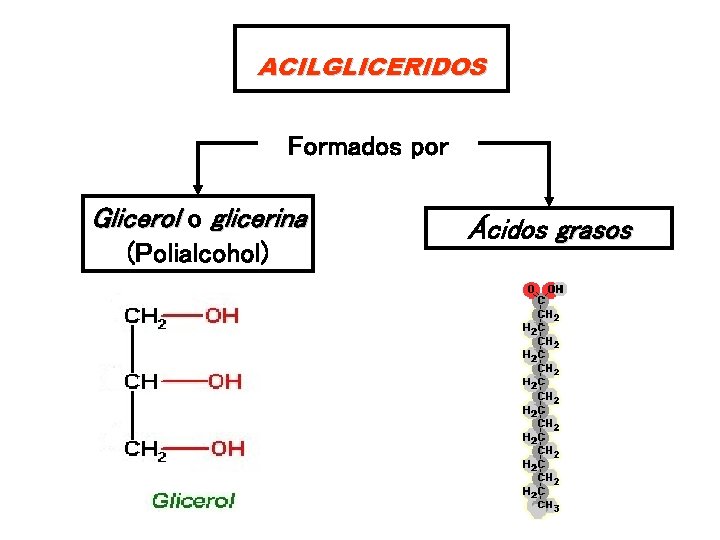 ACILGLICERIDOS Formados por Glicerol o glicerina (Polialcohol) Ácidos grasos 