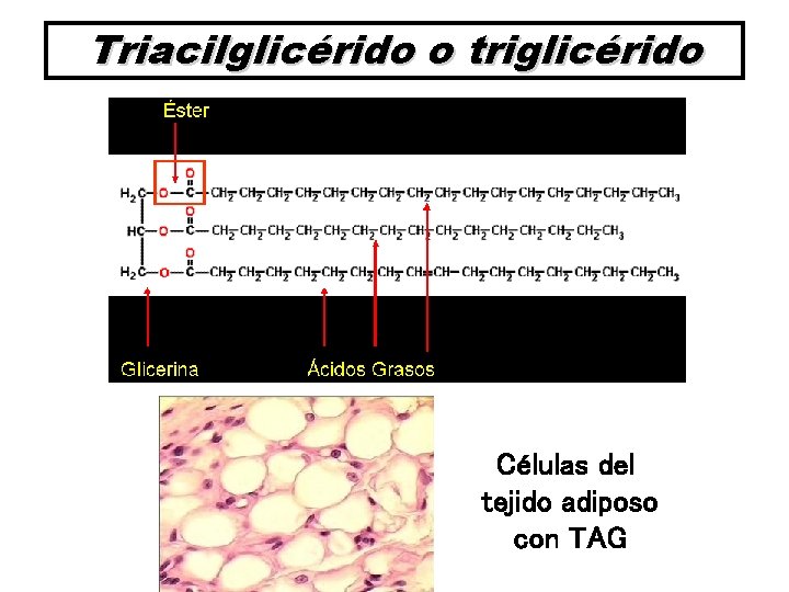 Triacilglicérido o triglicérido Células del tejido adiposo con TAG 