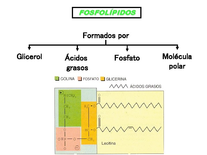 FOSFOLÍPIDOS Formados por Glicerol Ácidos grasos Fosfato Molécula polar 