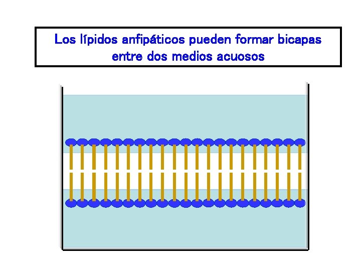 Los lípidos anfipáticos pueden formar bicapas entre dos medios acuosos 