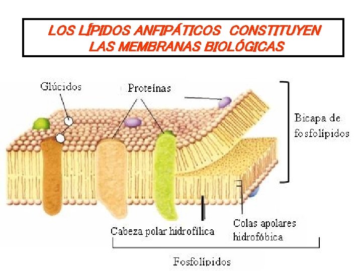 LOS LÍPIDOS ANFIPÁTICOS CONSTITUYEN LAS MEMBRANAS BIOLÓGICAS 