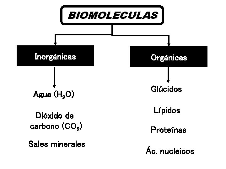 BIOMOLECULAS Inorgánicas Agua (H 2 O) Dióxido de carbono (CO 2) Sales minerales Orgánicas