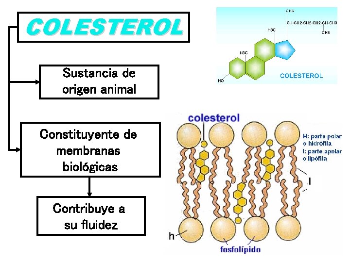 COLESTEROL Sustancia de origen animal Constituyente de membranas biológicas Contribuye a su fluidez 