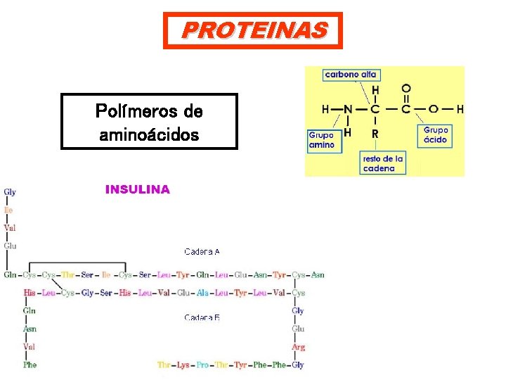 PROTEINAS Polímeros de aminoácidos 